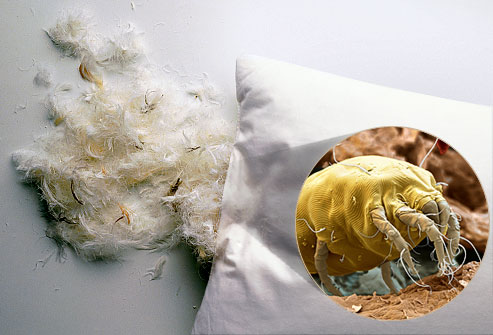 getty_rm_photo_of_feather_pillow2